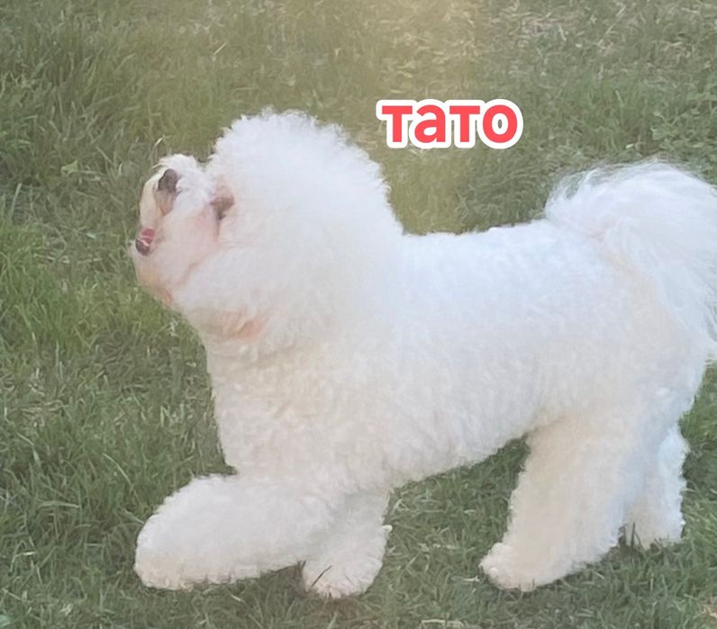 Бішон Фрізе в'язка