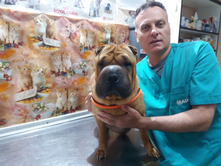 Акция!Стерилезация кошки кастрация кота Ветеринар на дом