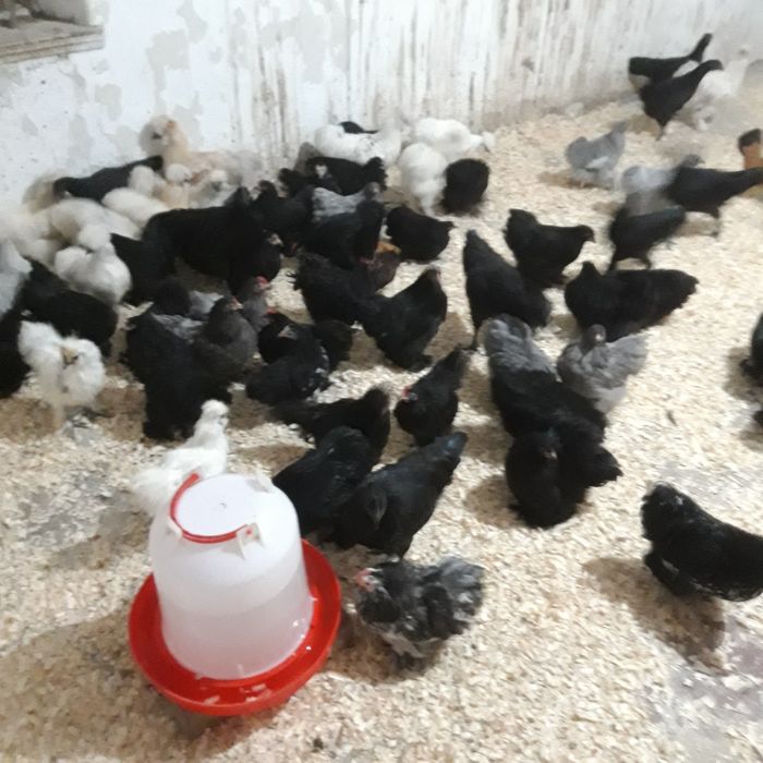 Ayam cemani  koguty