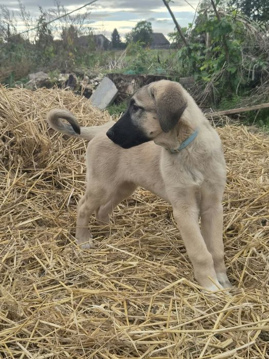 Kangal   - suczka