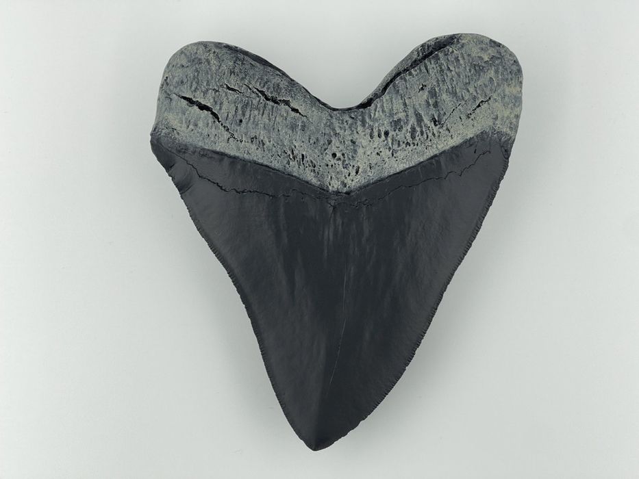 Зуб мегалодона. Зуб акулы. Окаменелости