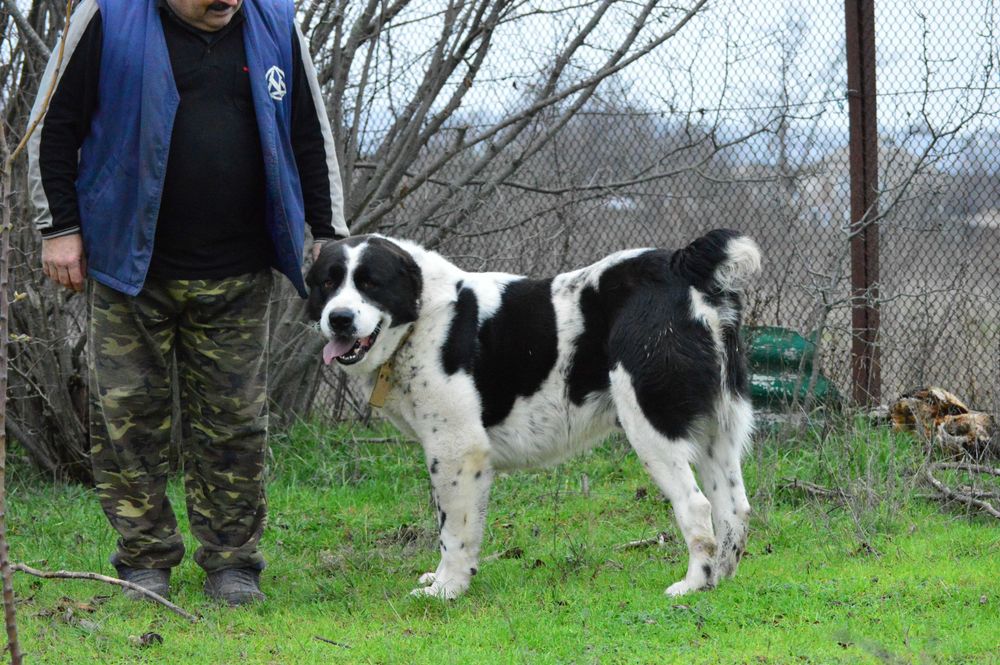 Алабай Граф запрошує на побачення