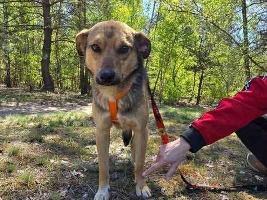 Wystraszony biedaczek ,błaga o dom.