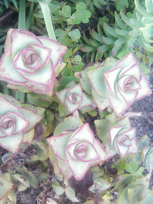 Vende suculentas e plantas variadas