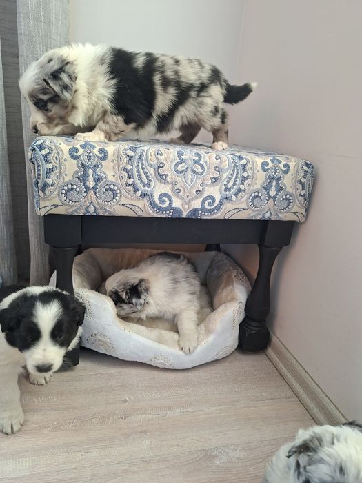 Border Collie piesek