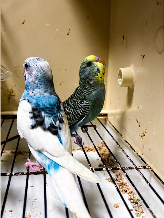 Casal de periquitos