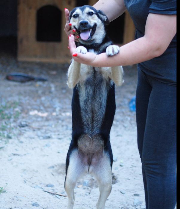 Шукають сім'ю песики з притулку