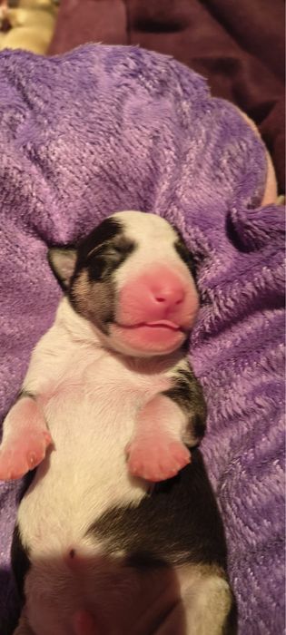 Bulterier miniaturowy