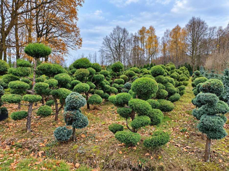 Drzewa formowane i ogrodowe bonsai do zieleni przy budynkach, firmach i w dużych ogrodach. Egzemplarze do obejrzenia w szkółce i indywidualnej wyceny.