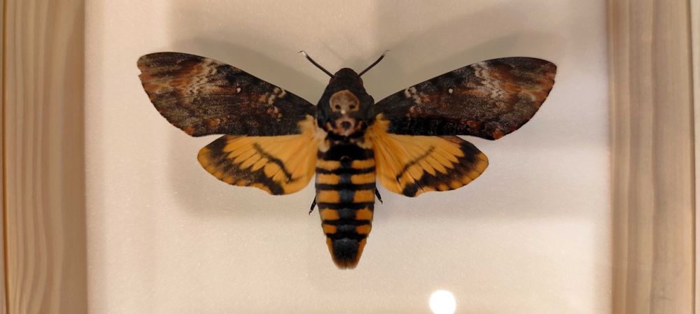 Ramka/gablotka z motylem 15x15 cm - Zmierzchnica trupia główka