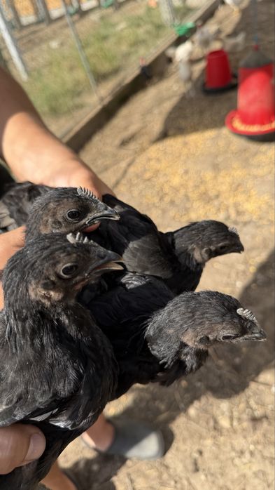 Vendo Pintos de Malines, Leghorn e Pedrês