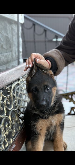 Продаж німецьких цуценят