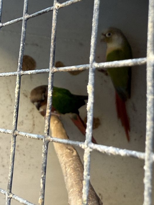 pyurruras machos de 2023 e 2024