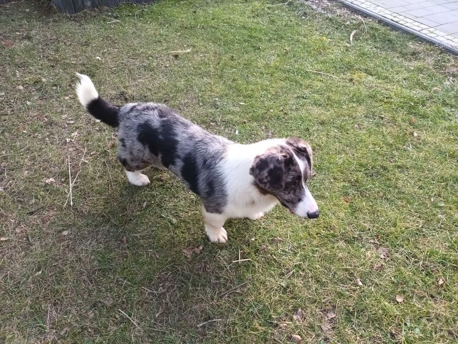 Welsh Corgi Cardigan pies