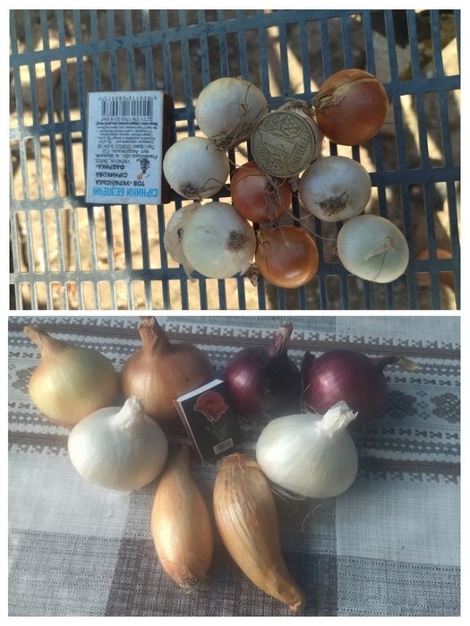 Лук севок, арпаж, тыканка