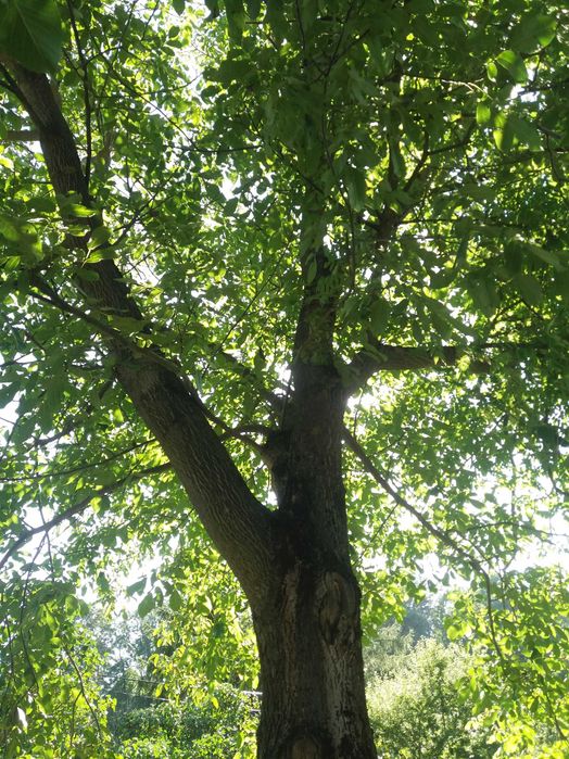 Orzech włoski do ścięcia