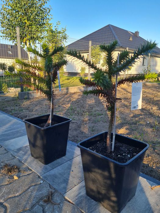 drzewko araucaria