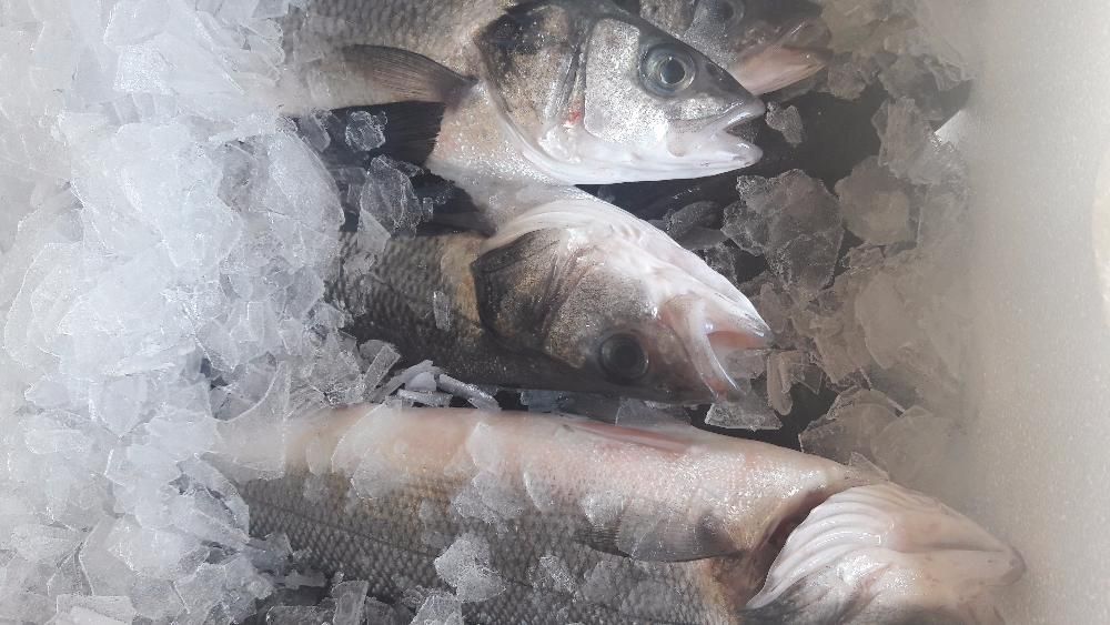 Сібас (Лаврак) 300\400. Роздріб та опт. Ціна вказана за 1 кг.