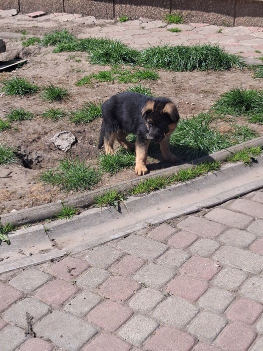 Бомбезні дівки Доставлю