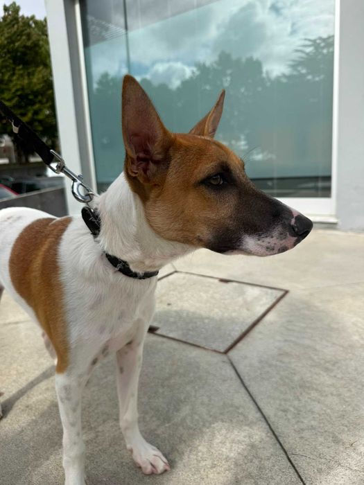 Rocket para adoção responsável