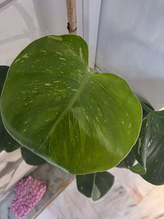 Philodendron White Wizard