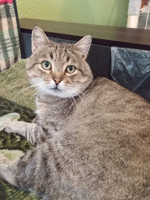 Котик Гоша породний потрібна родина