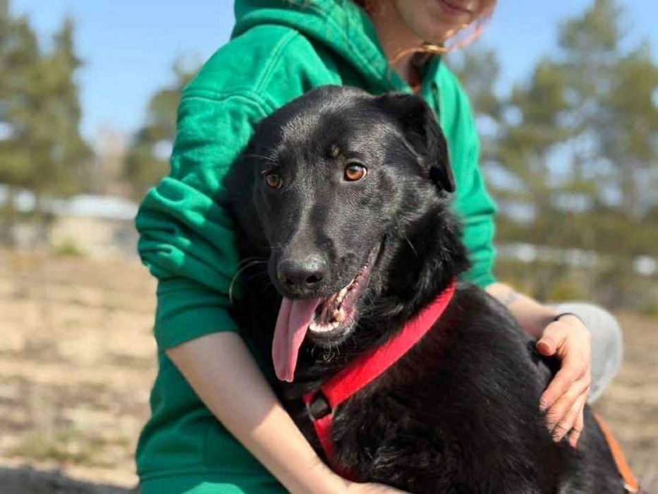 Loca ,sunia w typie Labrador szuka domu.