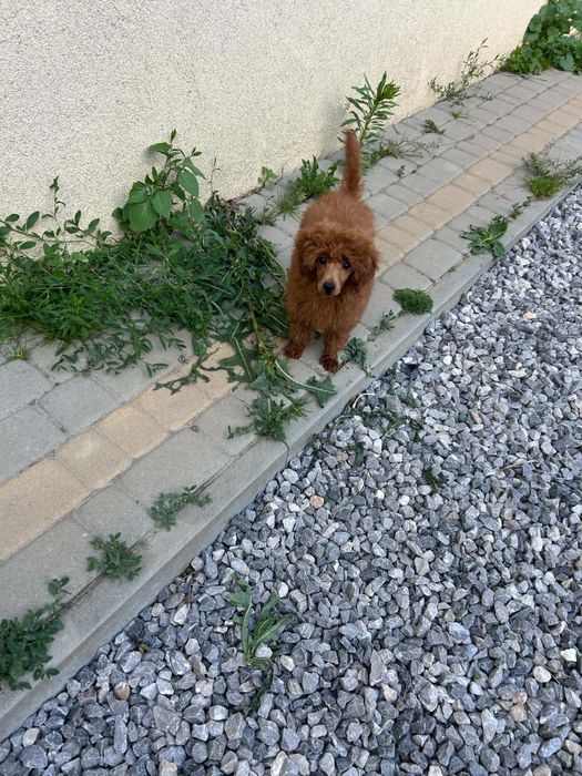 Suczka toy górna granica pudel  5 miesięcy