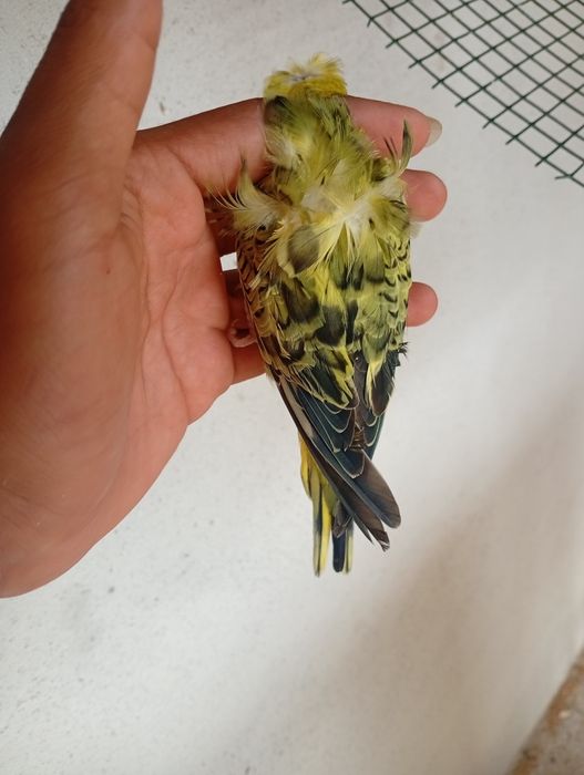 Vendo periquito macho crostoso