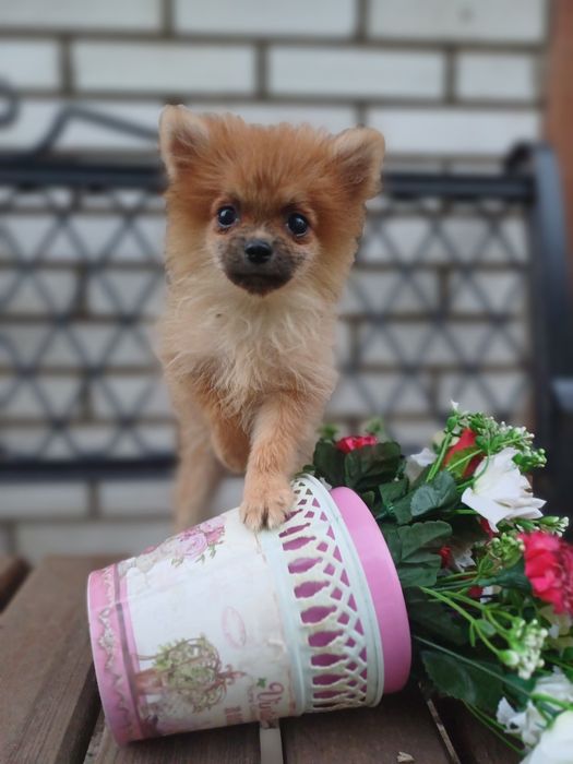 Мілашка дівчинка-померанський шпіц