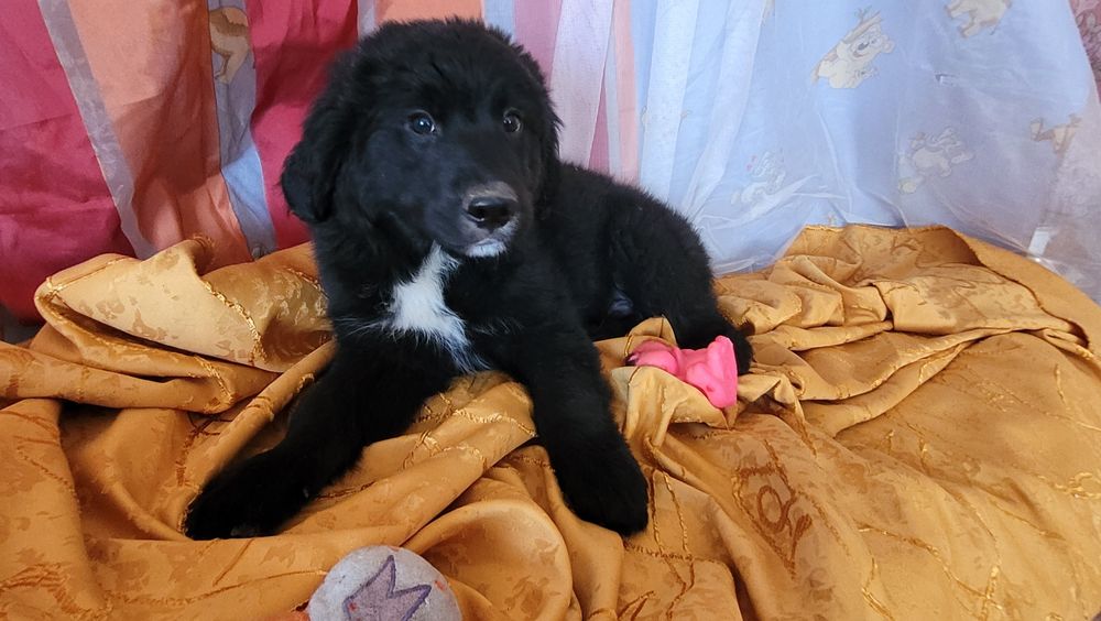 Щенки метисы от породистых родителей