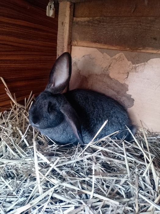 Mam do sprzedania króliki