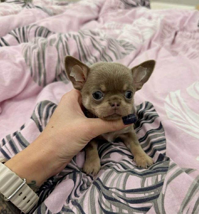 Грайливі малюки чихуахуа