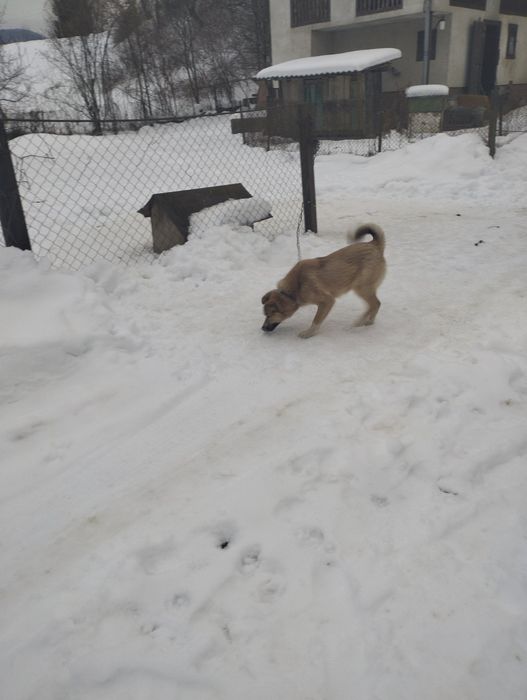Віддаю песика в добрі руки