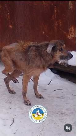 Спасите собачку Алису.