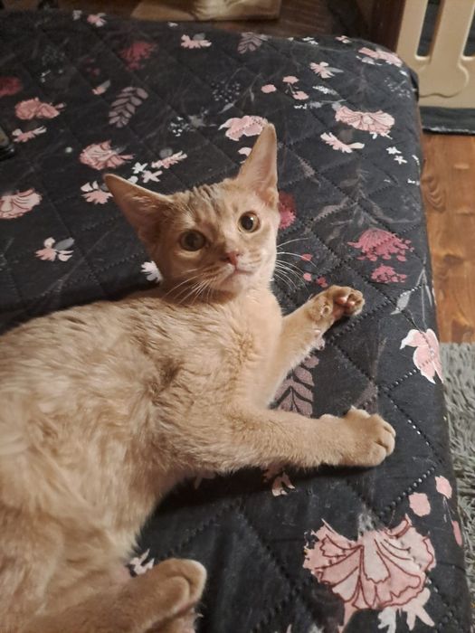 **CASSIE**kotka abisynska gotowa do odbioru.