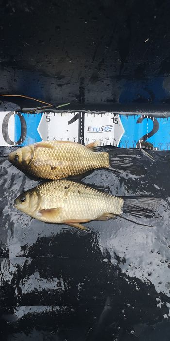 Karaś srebrzysty 15 cm na żywca - żywiec na szczupaka, suma