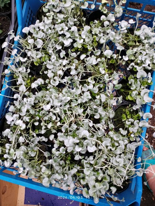 Діхондра, будра, ізолепіс, овсяніца та бухарник