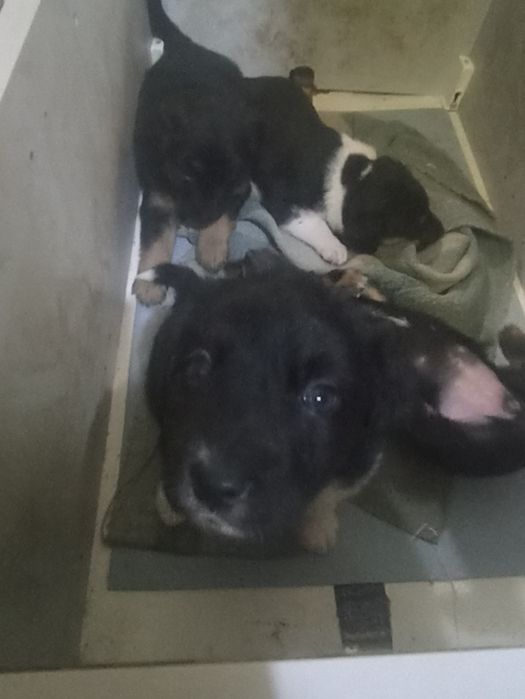 отдам в добрые руки