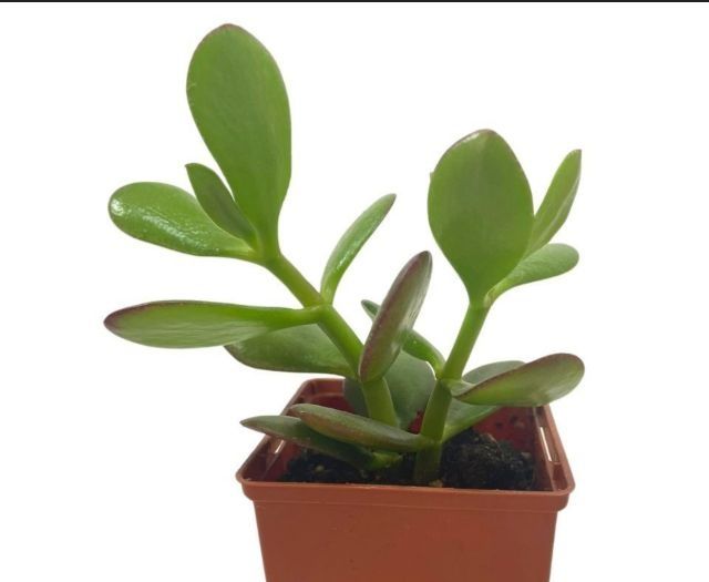 Суккулент кактус опунція та  Крассула Овата (Crassula Ovata),