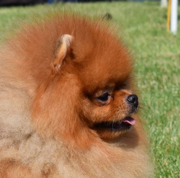 Предлагается шпиц вязка