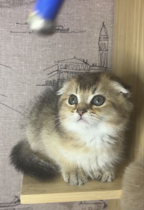 Дівчинка золота фолд