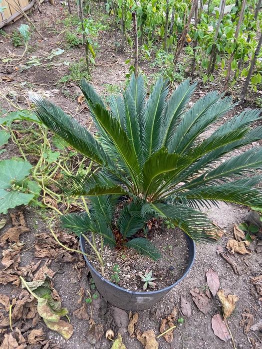 Palmeiras Cicas - várias