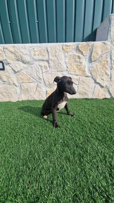 Whippet Preto Macho com Lop