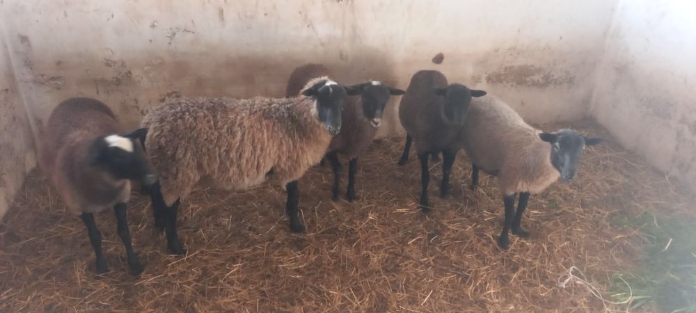 Вівці романовські.