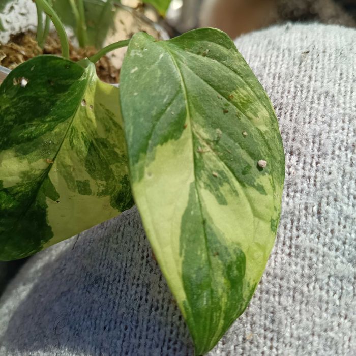 monstera mayuna variegata-sadzonki wstępnie ukorzenione