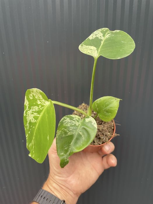 Monstera bulbasaur