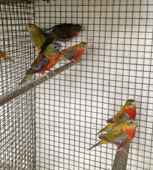 Neophema pulchella (turquoisines )