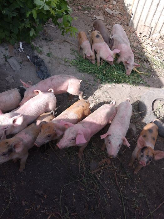 Продаю поросят півтора міс