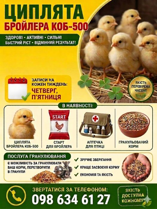 Продам цыплят бройлера коб 500